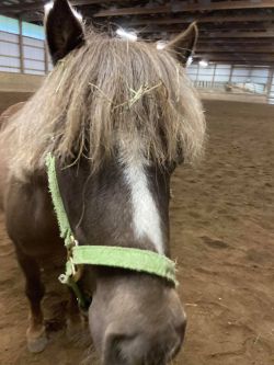 Our miniature horse, President Truman!