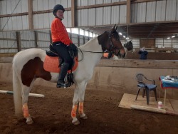 TIGGER - our young warmblood cross gelding shared by Barb & Bethany!