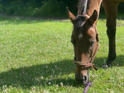 Our new OTTB: Mr. BoJangles (aka Medal of Courage)