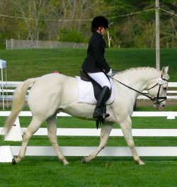 Maureen Dooley showing our school horse Max!