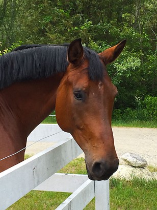 Bella in paddock turnout 