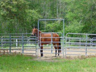 Sawyer in round pen.