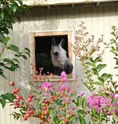 Dressage at Fairfield Farm