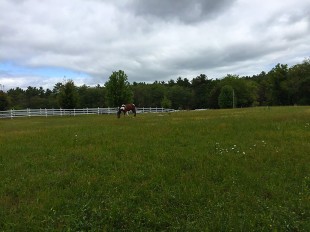 Tailor in pasture turnout. 