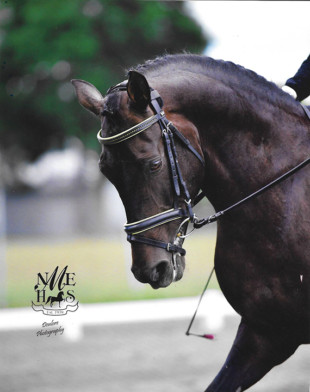 My student Sue Adams-Conley just became my fourth student to earn her USDF BRONZE MEDAL!